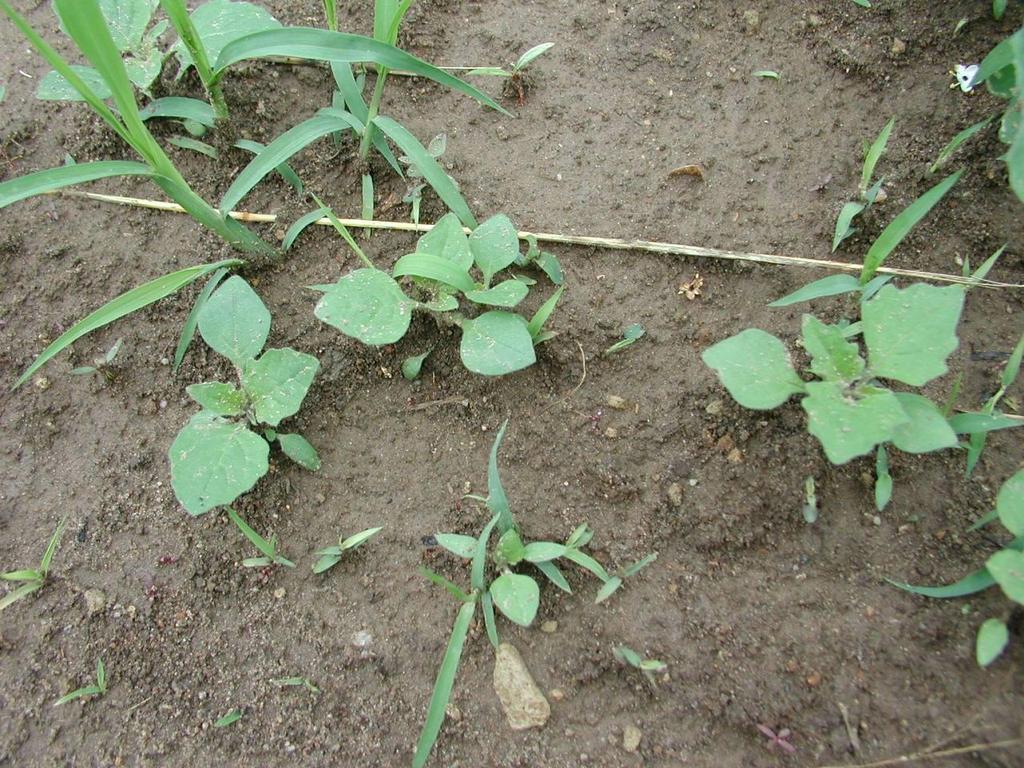 Solanum nigrum