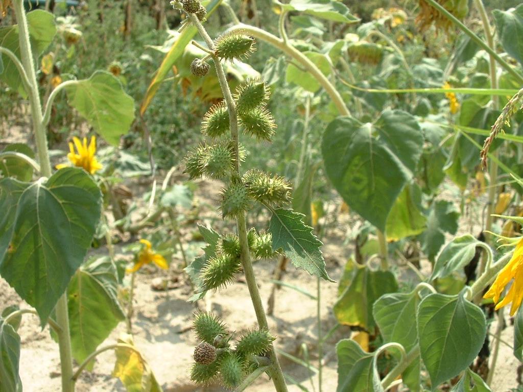 Xanthium