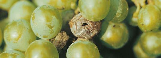 Az utóbbi években a tarka szőlőmoly az uralkodó faj, de egyes tájegységeken a nyerges szőlőmoly, másutt a szőlőilonca dominál.