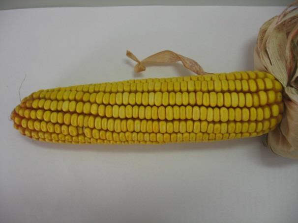 Kukorica - Zea mays emt:100-400g