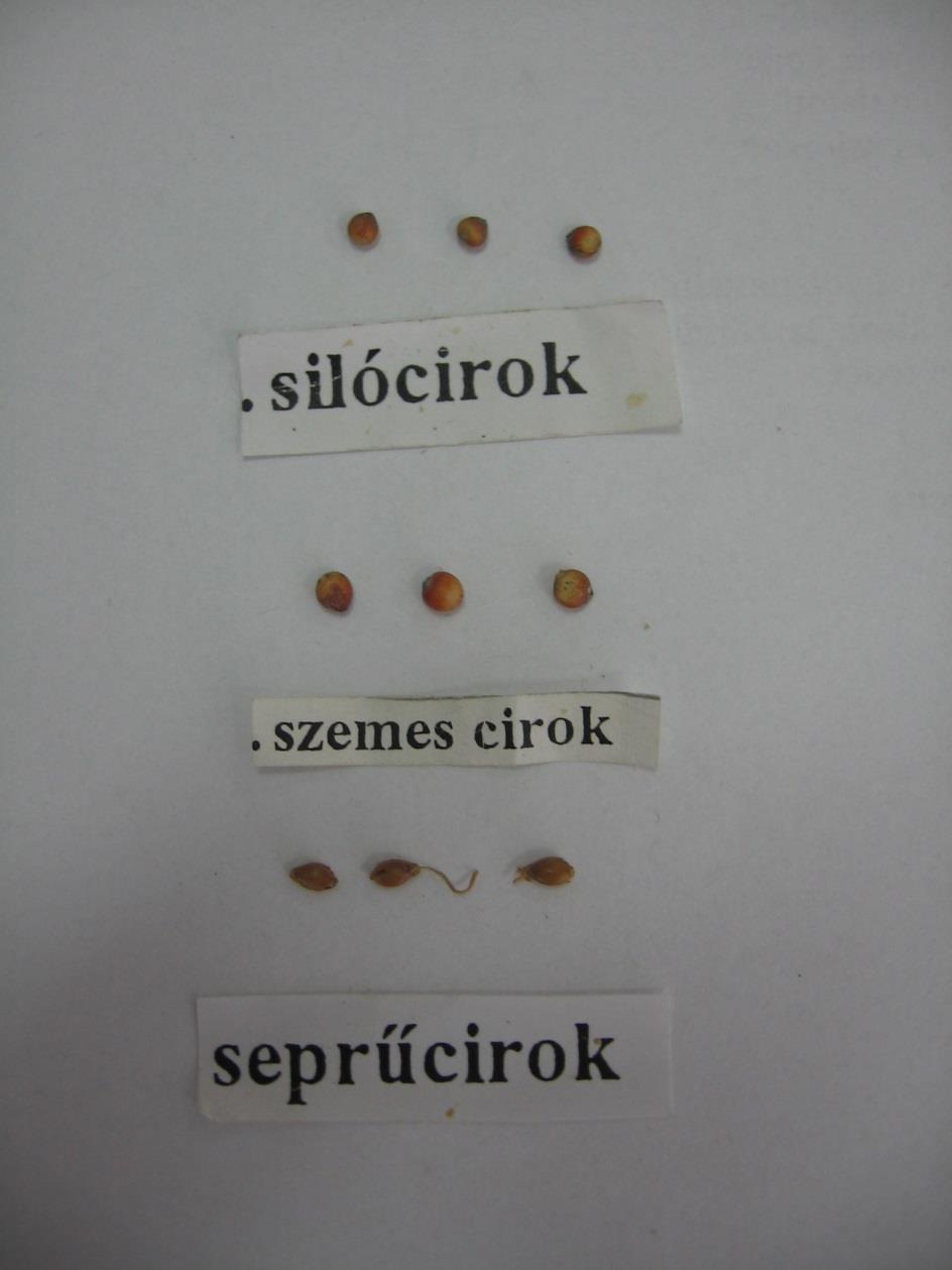 Seprűcirok - Sorghum bicolor emt:17-22g