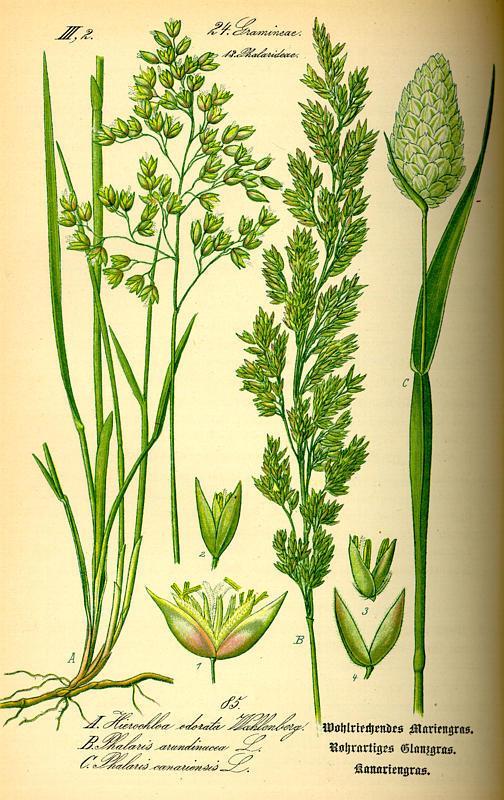 Kanáriköles (fénymag) Phalaris canariensis