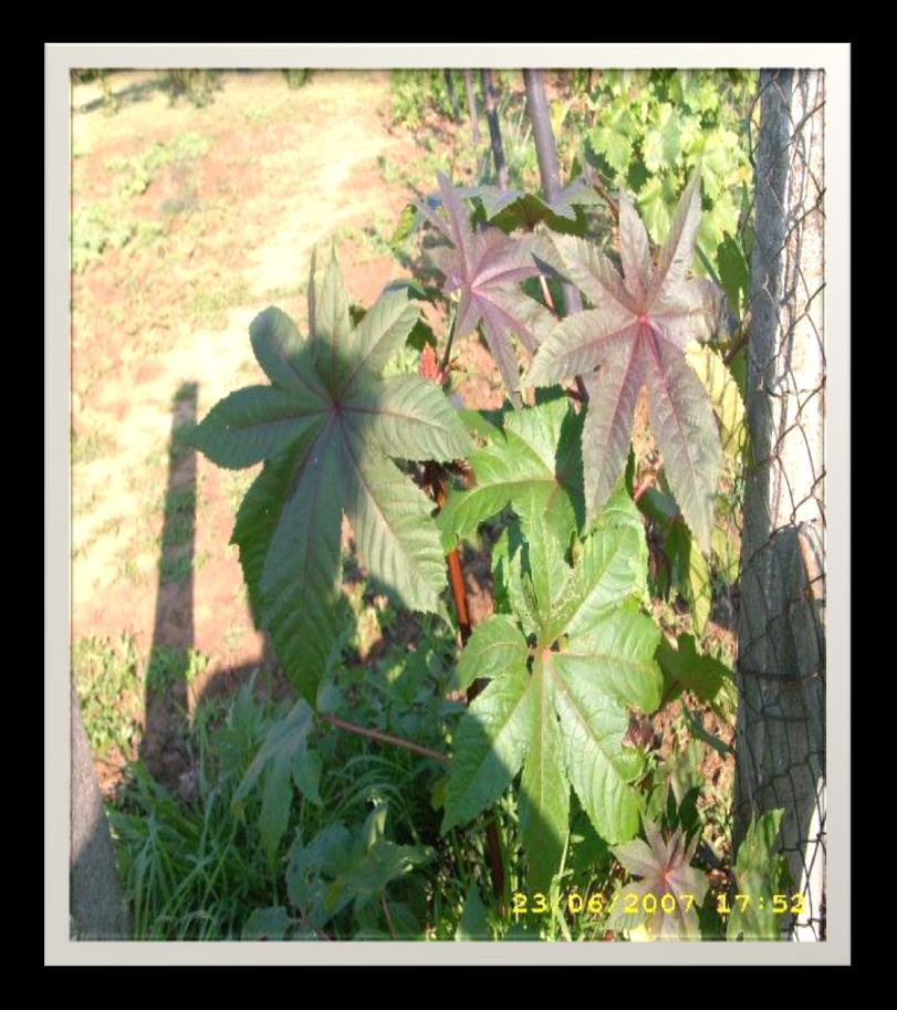 Ricinus