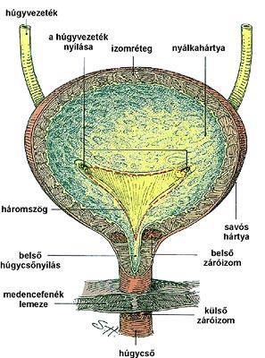 Neurogén vizeletürítési zavarok gyógyszeres kezelési lehetőségei m.