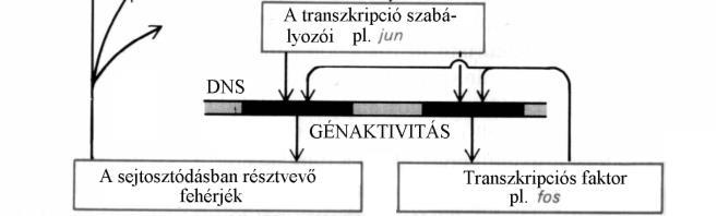 Egér Csirke Egér Csirke Csirke H-ras kis G fehérje Patkány K-ras kis G fehérje Patkány raf Citoplazmatikus protein kináz (egy MAPKKK) Sokféle A tumor típusa Pre-B-sejt leukémia, szarkóma