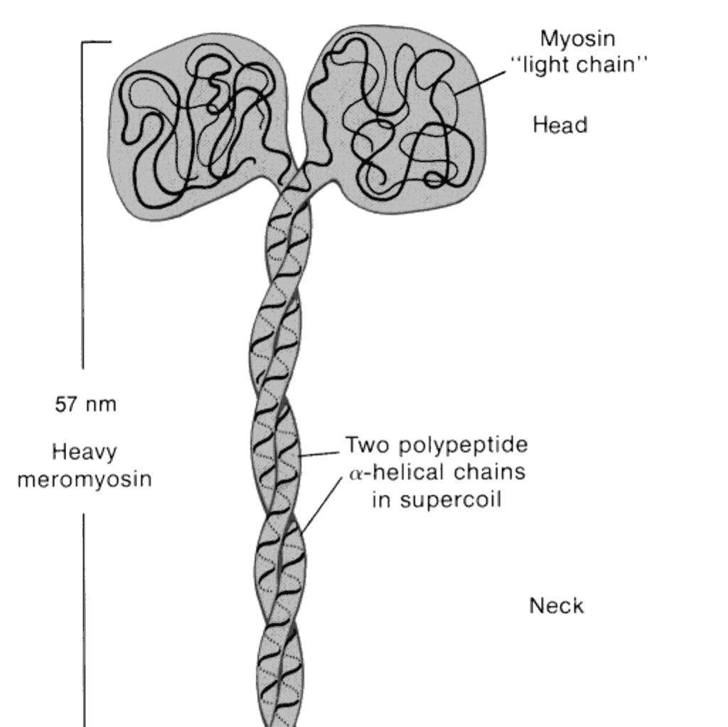 A miozin filamentum a miozin molekula két, 150 nm hosszú, 2 nm vastag nehéz láncból áll ezek α-hélixet alkotnak és egymás köré