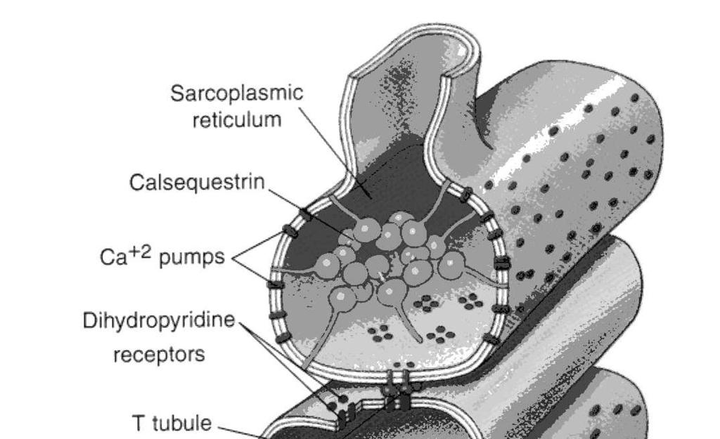 T-tubulus és az SR kapcsolata Eckert: Animal Physiology, W.