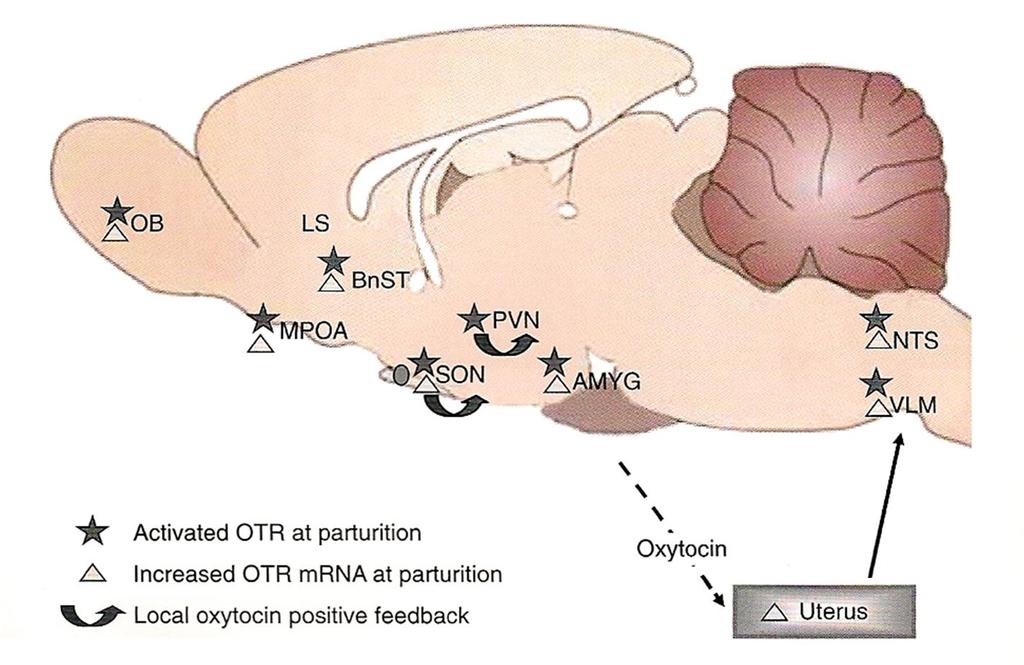 OXYTOCIN RECEPTOROK