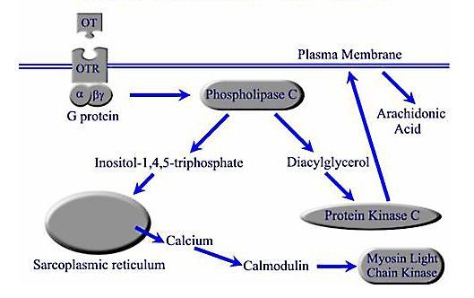 AZ OXYTOCIN RECEPTOR