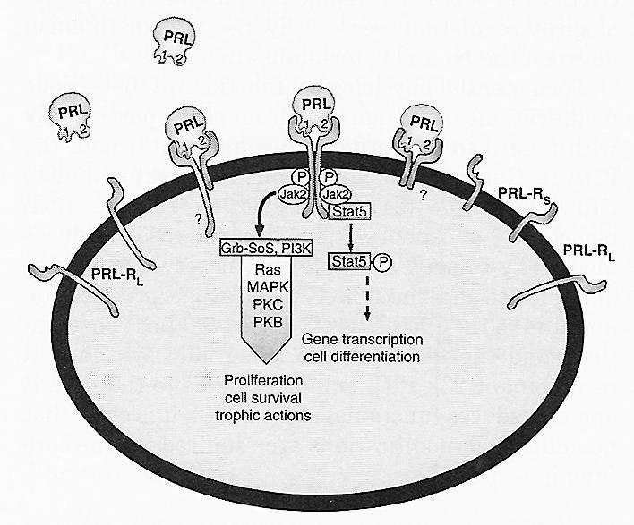 A PROLAKTIN RECEPTOR