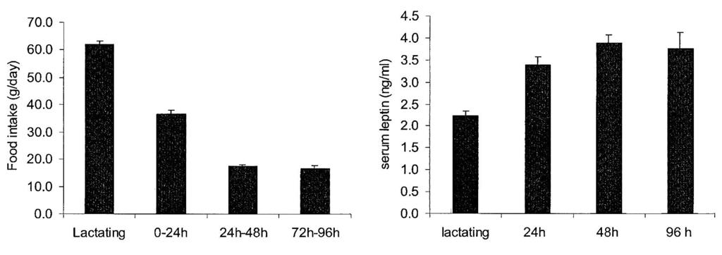 A TÁPLÁLÉKFELVÉTEL ÉS A LEPTIN