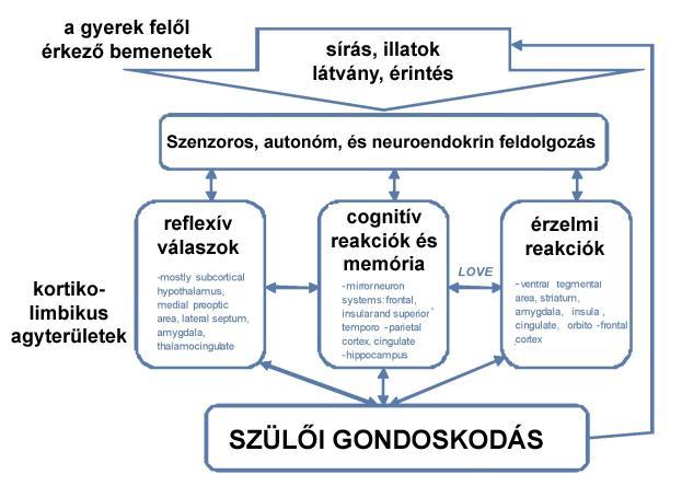 A SZÜLŐI GONDOSKODÁS AGYI SZUBSZTRÁTUMA EMBERBEN Módosítva a következő cikkből: James E.