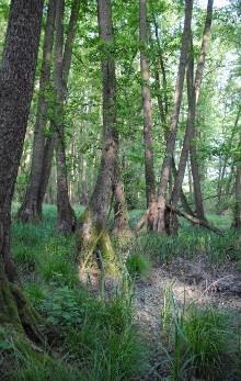 In the '60-s forestation rate was low, but there were on several places Alder-