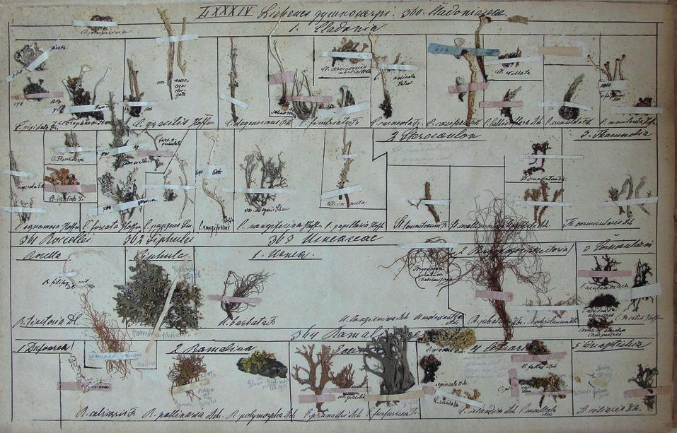 Sheet presenting the Cladoniaceae, Roccellei, Siphulei, Usneaceae and Ramalineae species (Savaria Museum, Natural History Department, Szombathely) 5. ábra.