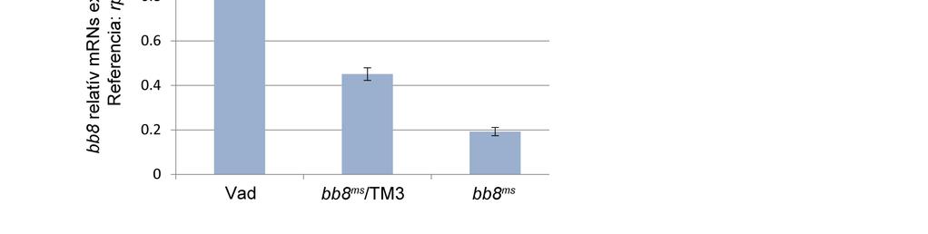 heréből, majd az átírt cdns-ből a bb8 és a Gdh gén relatív expresszióját mértük qrt-pcr reakcióban. Referenciaként az általánosan expresszálódó rp49 riboszomális gén kifejeződését vettük alapul.