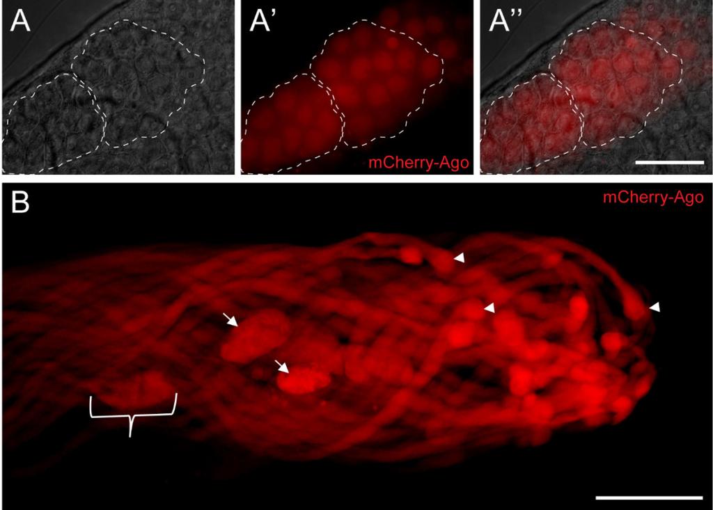22. Ábra A P{β2tub-mCherry-ago} transzgenikus egyedek mcherry-ago expressziója tesztiszben (A) Primer spermatociták sejtmagjaiban az mcherry-ago fehérje felhalmozódik.