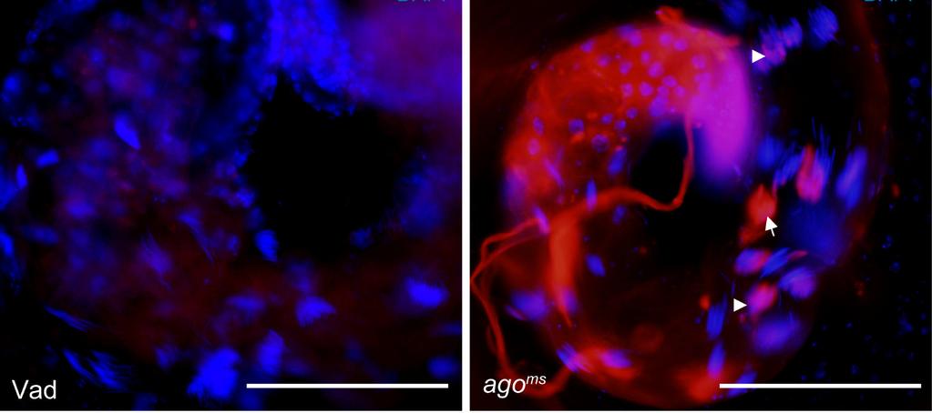 Skála méret: 200 µm kis kép: 50 µm. Vad típusú (C) és ago ms (D) mutáns fluoreszcens mikroszkópos képe TUNEL jelöléssel (piros) és DAPI (kék) festéssel.