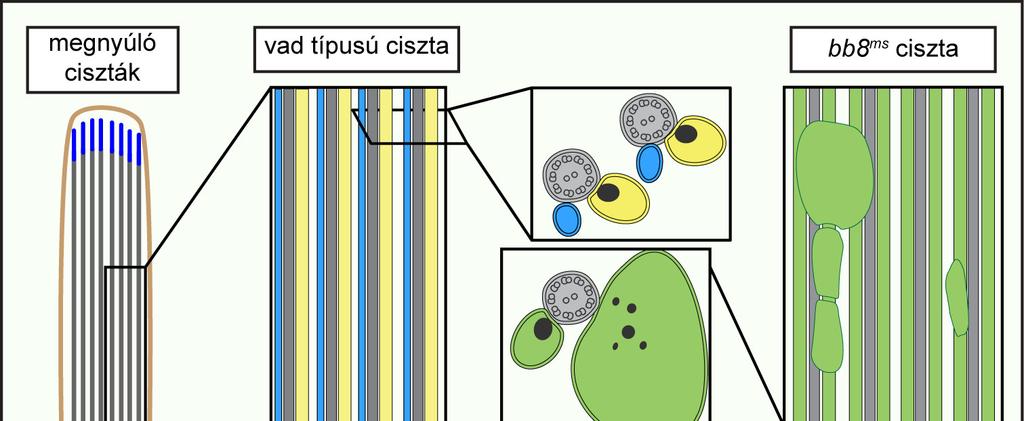 32. Ábra A bb8 ms mutáns ciszták fenotípusának sematikus rajza Kísérleteink során kimutattuk a bb8 RNS késői meiotikus felhalmozódását, ami összeegyeztethető poszt-meiotikus funkciójával.