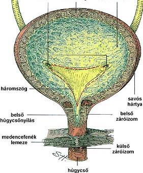 Neurogén vizeletürítési zavarok gyógyszeres kezelési lehetőségei m.