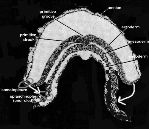 Az embryo