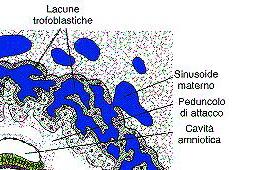 Haemochoriális placenta 8.