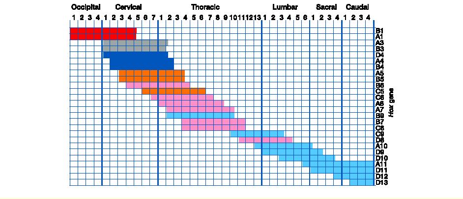 HOX gének expressziója