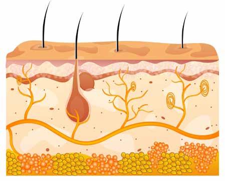 Bőrápolás A bőr a test legnagyobb szerve. A külvilág felé védőgátat képezve óvja a bőrt a betegségek és a baktériumok ellen.