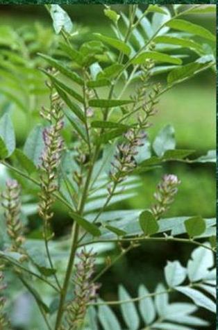 uralensis Fisch (Fabaceae) A Földközi-tenger mellékén honos, Délnyugat-Ázsiáig megtalálható évelő növény Magyarország déli részein is kiterjedt állományok voltak, ma csak maradványaikkal