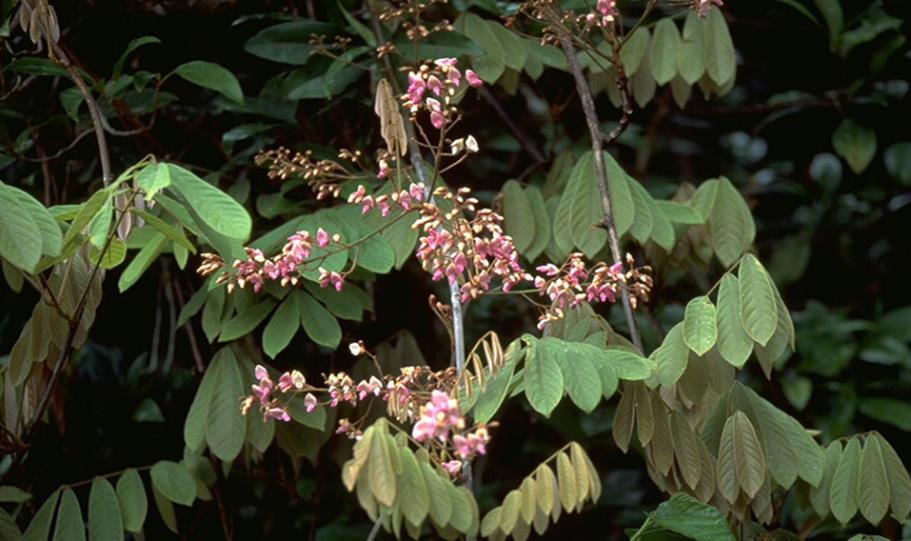 Tuba-gyökér ROTENOIDOK Anyanövénye a Derris elliptica (Roxb.) Benth nevű trópusi kúszónövény, mely megtalálható Malajziától Burmáig és Afrikában termesztik.