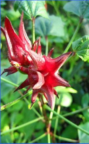 HIBISCI SABDARIFFAE FLOS - hibiszkuszvirág-csészelevél Hibiscus sabdariffa L. var. Ruber rozella (Malvaceae) A mintegy 2,5 méter magasra is megnövő rozella egyéves cserje.