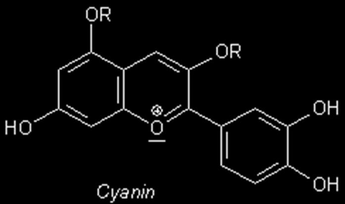 Cyani flos, Centaurea cyanus L.