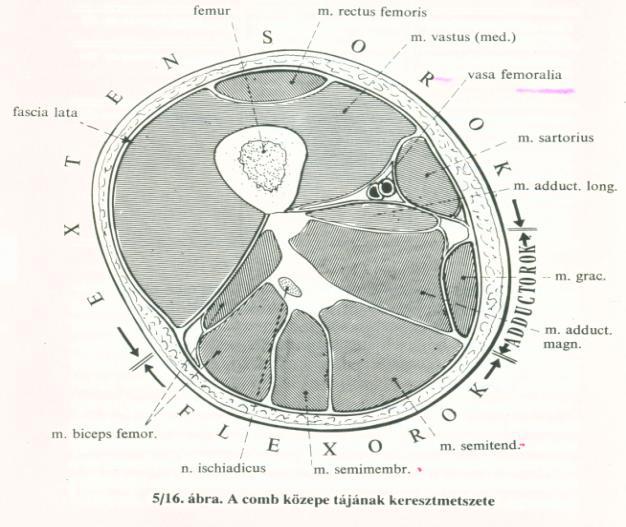 9. Regio femoris (femoralis) posterior Sup.: sulcus gluteus Inf.: térdhajlat fölött 3 harántujjnyira húzott vonal Med.