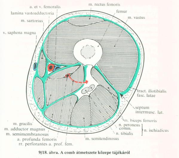 semimembranosus; o lateralisan: m. biceps femoris (caput longum et caput breve) 5) a combflexorok és az adductor izomlemez közötti laza kötőszöveti rés 6) a régió alapját képező m. adductor magnus n.