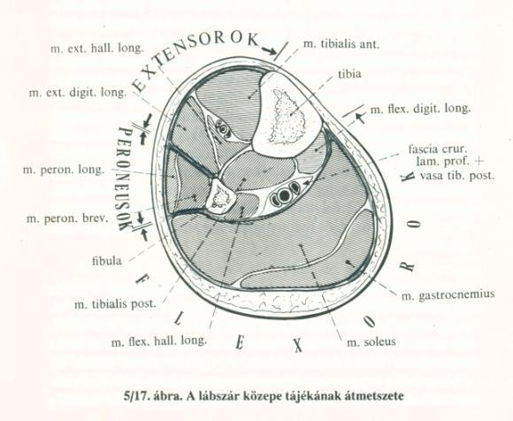 11. Regio cruris (cruralis) posterior Sup.: térdhajlat alatt 3 harántujjnyira húzott vonal Inf.: malleolusokat összekötő vonal Med.