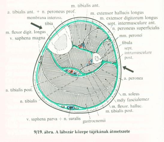 triceps surae: o m. gastrocnemius (caput lat. et med.) o m. soleus o m. plantaris 4) fascia cruris mély lemeze (kettőzetében: a. tibialis post. és a n.