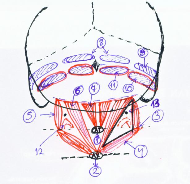 1-atlas (tuberculum post.) 2-axis (proc. spinosus) 3-atlas (proc. transversus) 4-m. obliquus capitis inf. 5-m. obliquus capitis sup. 6-m. rectus capitis post. major 7-m. rectus capitis post minor 8-m.