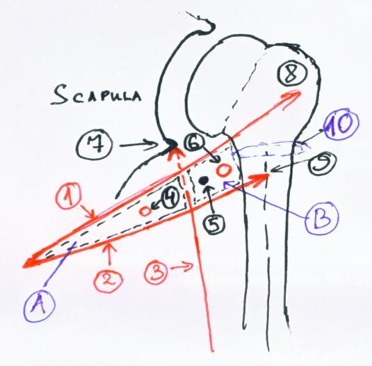 n. accessorius (n.xi) a m. trapezius alatt halad lefelé a. suprascapularis (ill. a. transversa scapulae) < truncus thyrocervicalis < a.subclavia (az a.