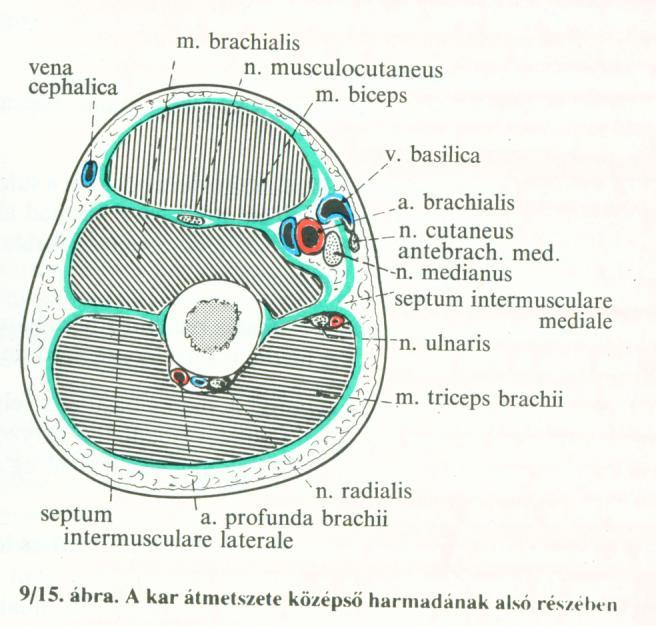 n. cutaneus brachii post. < n. radialis n. cutaneus antebrachii post < n. radialis n. radialis < fasciculus post. < plexus brachialis a. profunda brachii < a. brachialis n. ulnaris < fasciculus med.