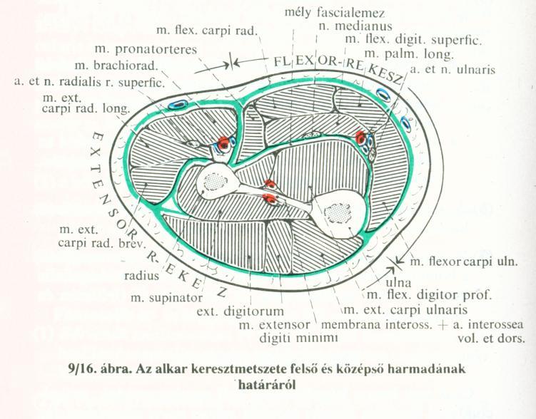 Alkar km.: 6. Regio carpi (carpalis) dorsalis Prox.: capitulum ulnae magassága Dist.: kézközépcsontok bázisán át húzott vonal Uln.Rad.