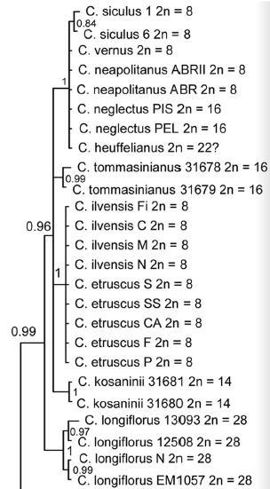 1. ábra: A Verni sorozaton belül a Crocus vernus fajcsoport filogenetikai viszonyai HARPKE et al. (2014) vizsgálataiban. Eredményeik alaján a Crocus vernus fajcsoporthoz tartozó taxonok (C.