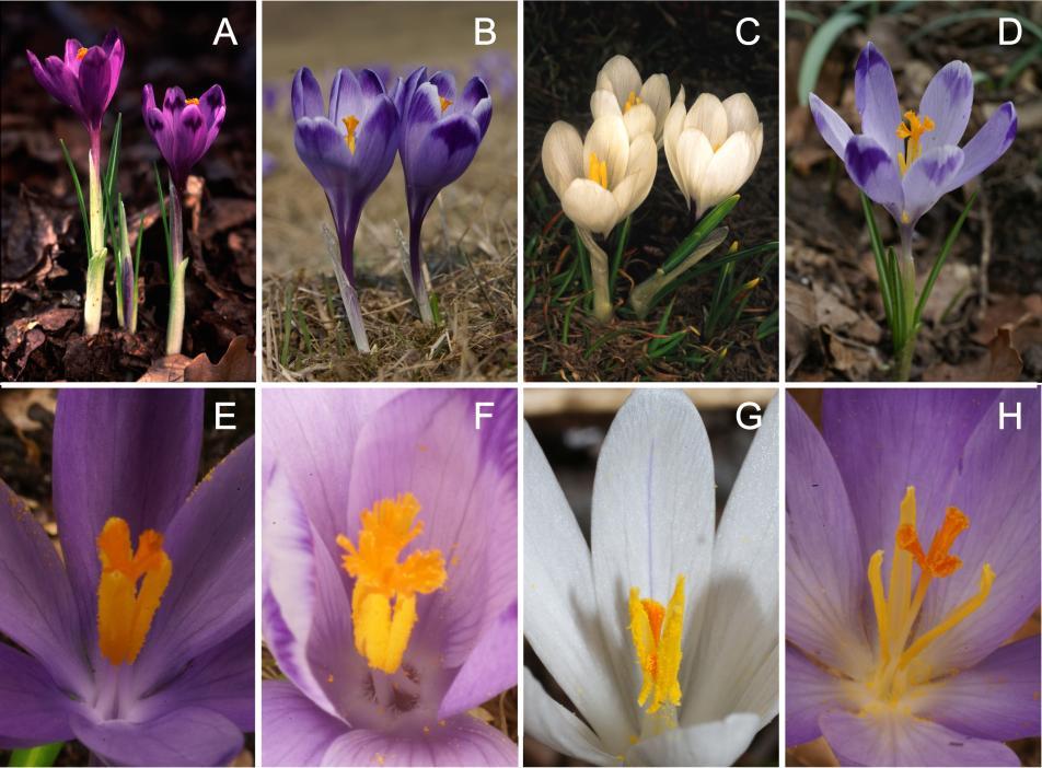 A Kárpát-medencében és térségében a Crocus vernus fajcsoport tagjai közül négy faj fordul elő (2. ábra). 2. ábra: A Crocus vernus fajcsoport képviselői a Kárpát-medencében. A és E: C.