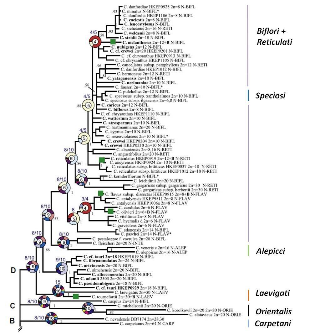 2. ábra B: A Crocus nemzetség filogenetikai viszonyait bemutató ITS és kloroplaszt DNS alapú