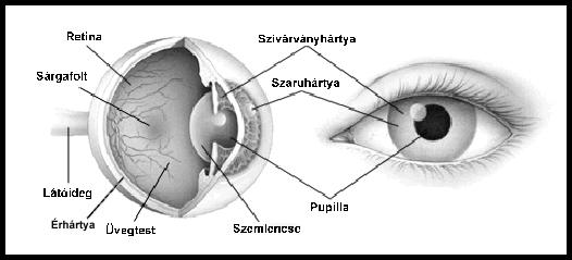 A szemgolyó: 3 rétegű Ínhártya: fehér, rostos állományú Elülső része az átlátszó szaruhártya Érhártya: