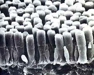 A receptorok A retina elektronmikroszkópos képén