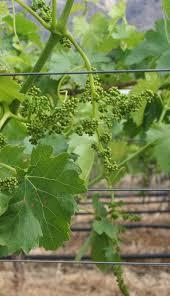 A szőlő tápanyagellátása 1. A szőlő sokéves, fás szárú növény. 2. Gyökerei zöme a 0,3 0,6 m-es talajrétegben található 3.