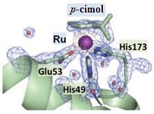 Hisztidintartalmú oligopeptidek és modelljeik fél- és teljes szendvics Ru(II)- komplexei: oldategyensúly és szintézis transzferrin játszik fontos szerepet a gyógyszermolekulák szállításában és