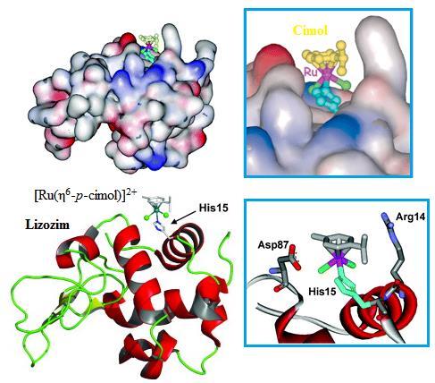 Hisztidintartalmú oligopeptidek és modelljeik fél- és teljes szendvics Ru(II)- komplexei: oldategyensúly és szintézis cimol)ru] 2+ -hoz.