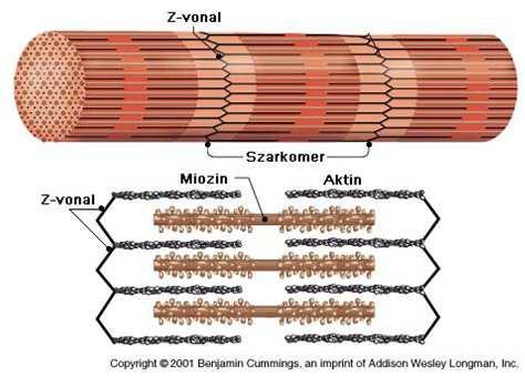 G-aktin Miozin filament