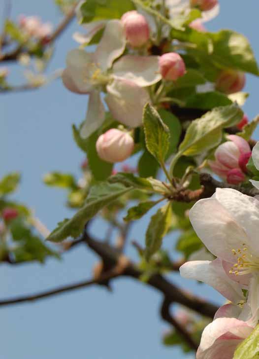AZ ALMATERMESZTÉSBEN A ZÖLDPAJZS olyan speciális levéltrágya, amely komplex formában tartalmazza az almafák kiegyensúlyozott növény-egészségügyi állapotához, a gyümölcsök