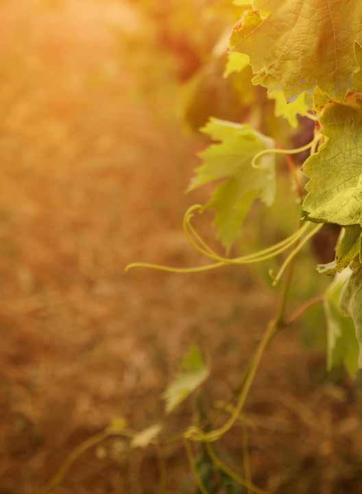 A SZŐLŐTERMESZTÉSBEN A ZÖLDPAJZS olyan speciális levéltrágya, amely komplex formában tartalmazza a szőlő virágzásához és terméskötődéséhez szükséges makro- és